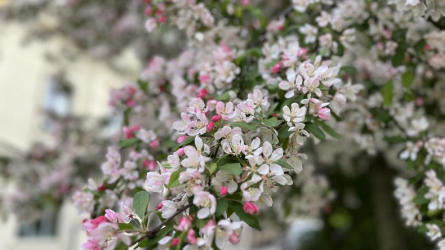 Blomsterprakt på innergården