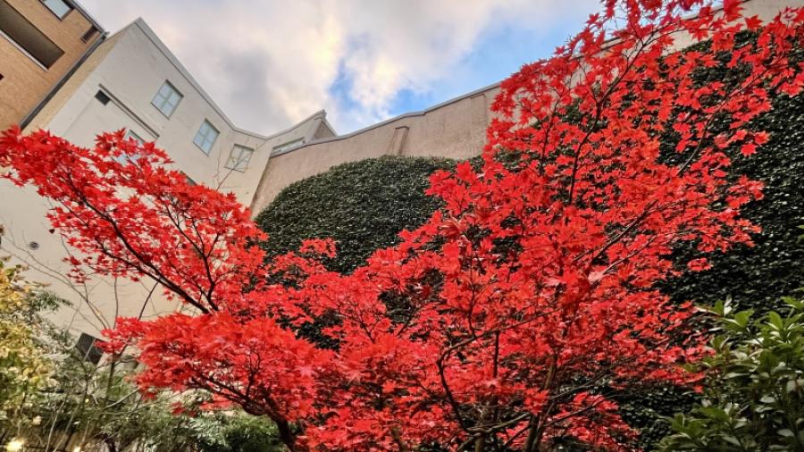 Den vackra innergården